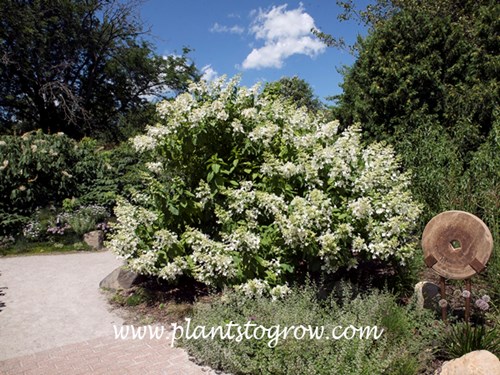 Pink Diamond Hydrangea (Hydrangea paniculata)
(August 8)